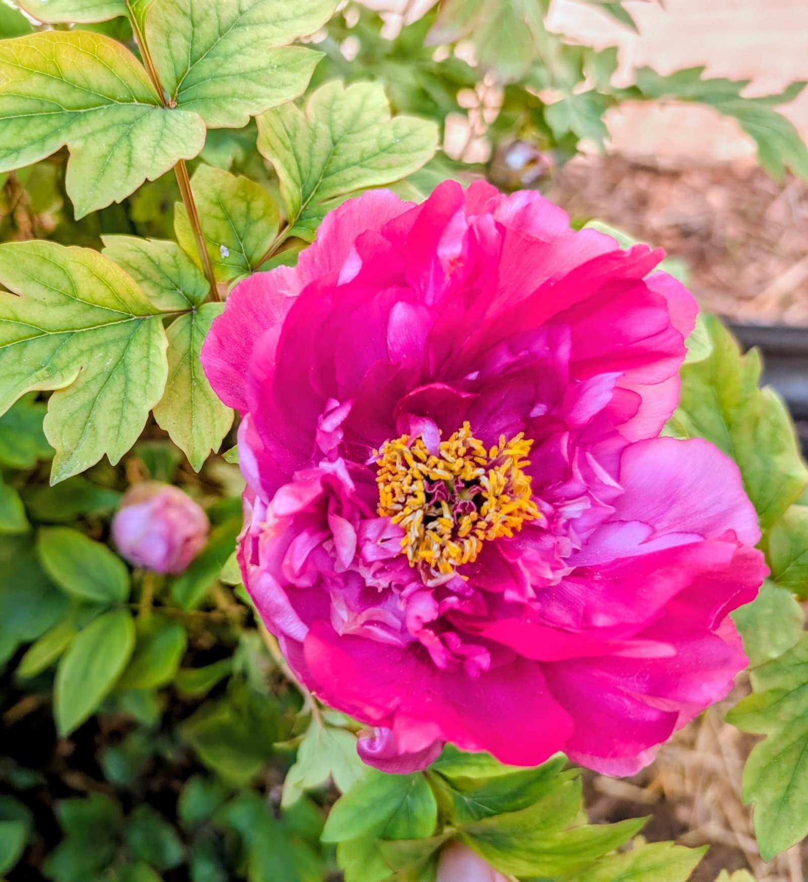 "Luoyang red" large flower tree peony - Image 19