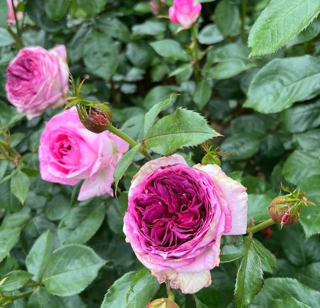Thierry Marx garden rose plant flower bush shrub - Image 2