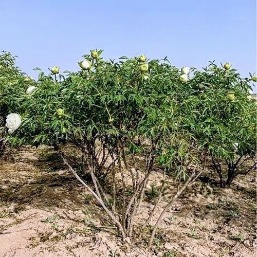 "Jade Hydrangea" large fragrant creamy white flower tree peony - Image 2