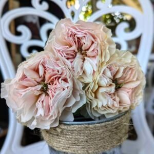 Wedding rose plant flower bush shrub