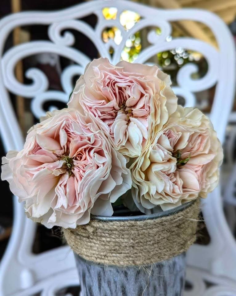 Wedding rose plant flower bush shrub