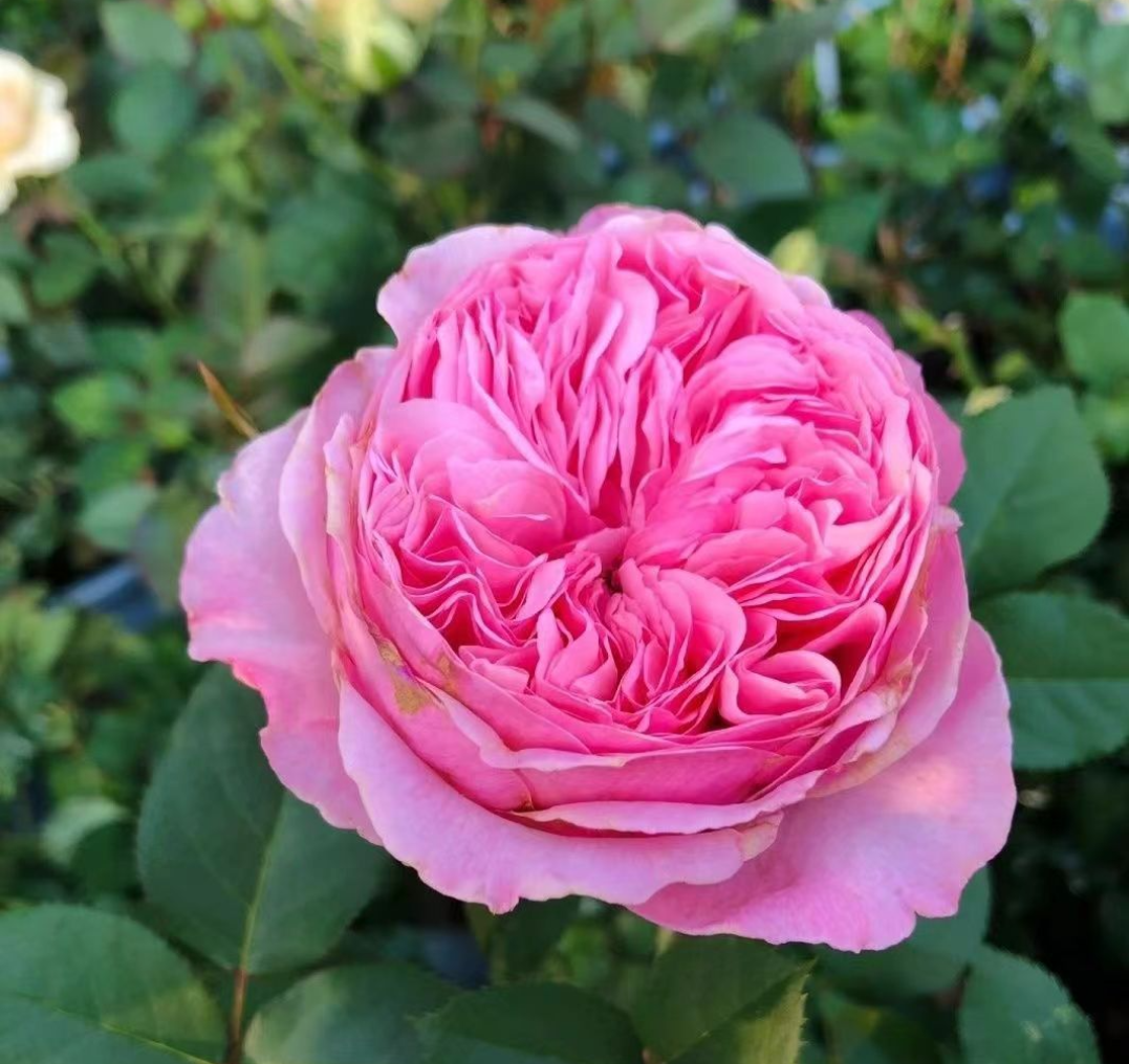 DA Car garden rose plant flower bush deciduous shrub - Image 4