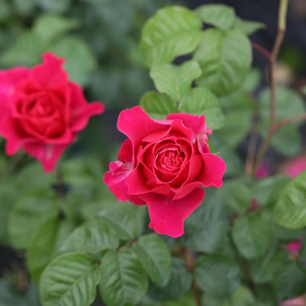Wedding garden rose plant flower bush deciduous shrub - Image 5