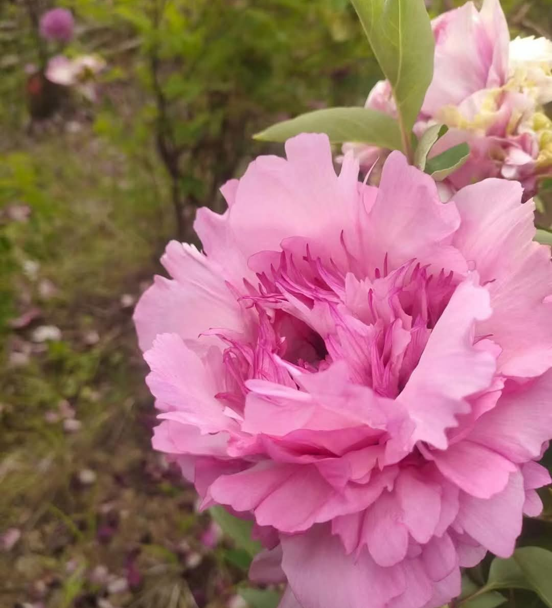 "Peace & Prosperity" multicolor large flower tree peony - Image 6