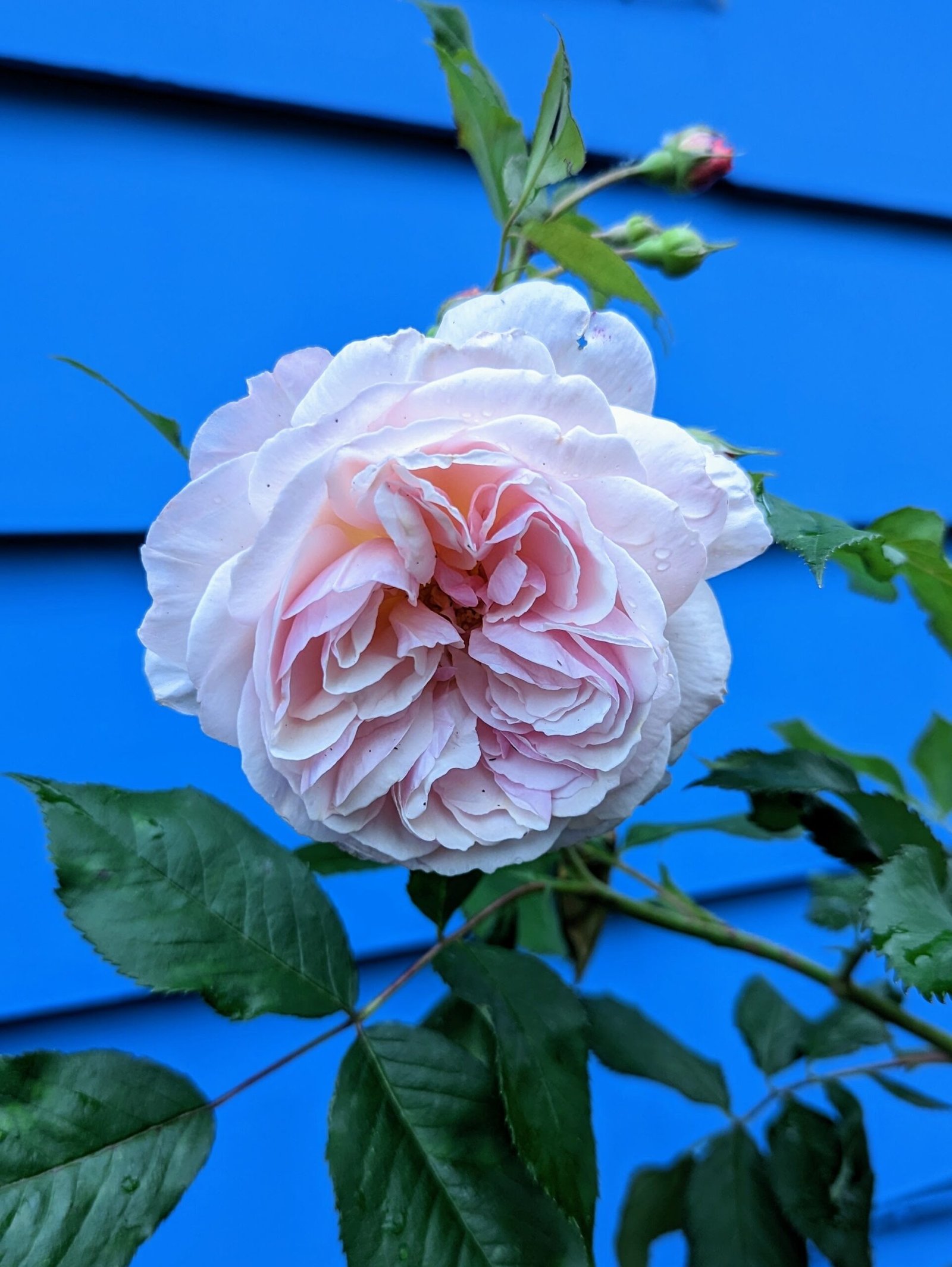 Mysterious DA, Wabara, Princess, Wan etc garden rose plant flower bush deciduous shrub - Image 3