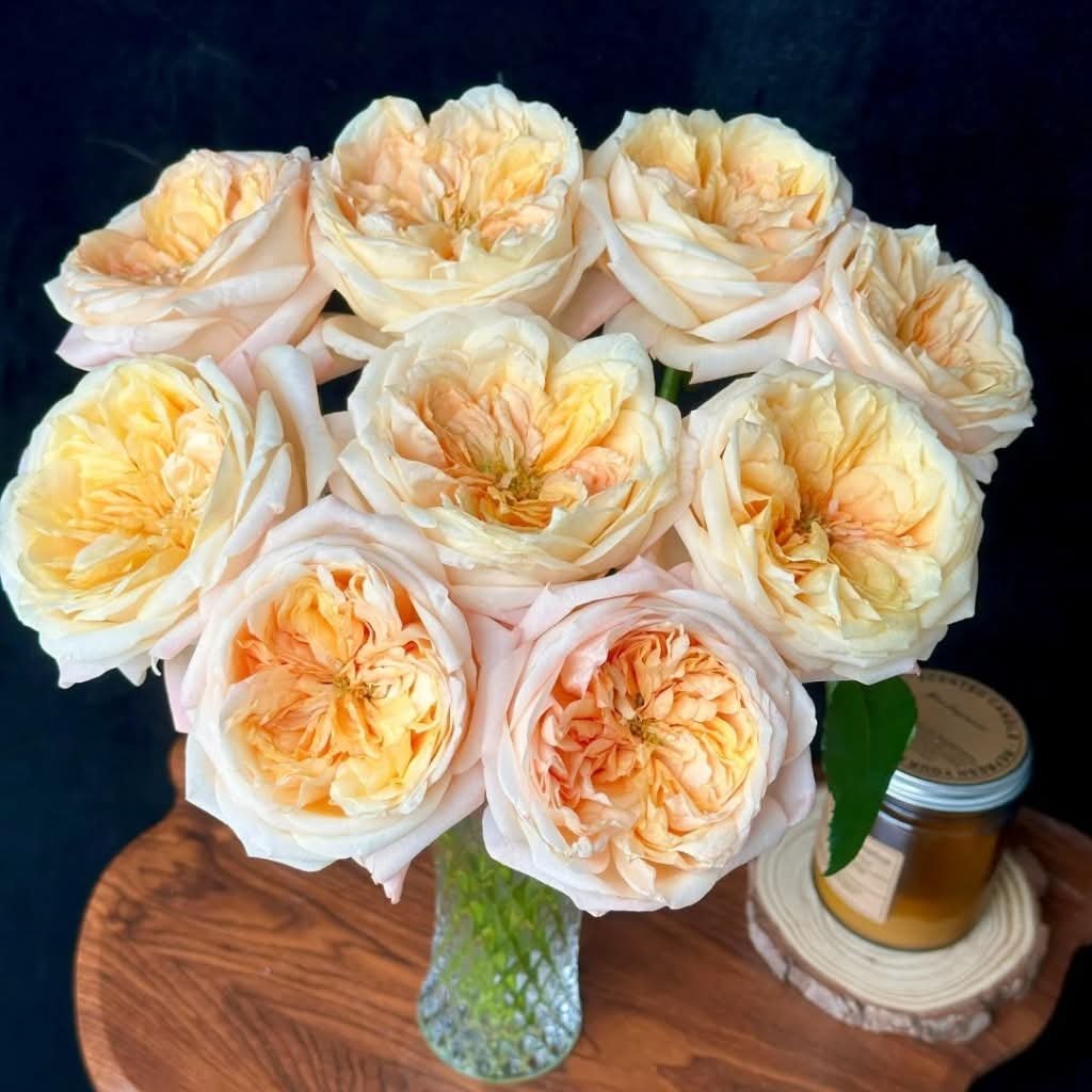 Peach Cream Xpression garden rose plant flower bush shrub - Image 4