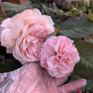 Retired David Austin Shropshire Lad garden rose flower cutting