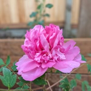 "Lavender Silk" large flower cold hardy part shade tree peony