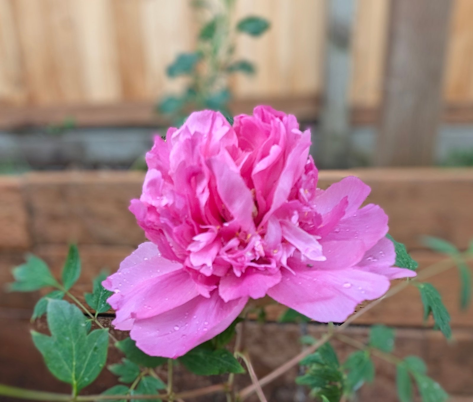 Lavender Silk Lavender tree peony from PhyTu