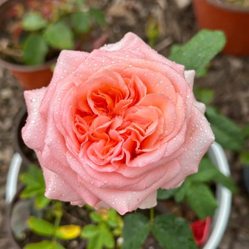 Victoria's Secret garden rose plant flower bush shrub - Image 14