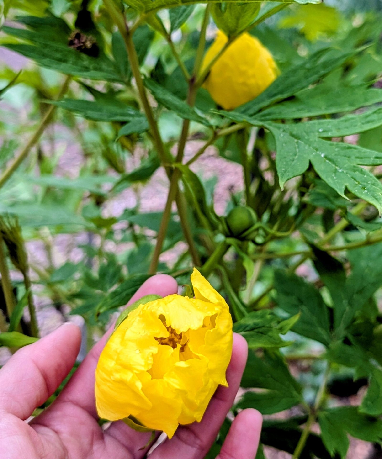 Yellow large flower tree peony - Image 5