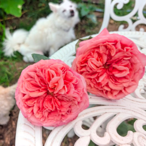 Pink Xpression garden rose plant flower bush shrub