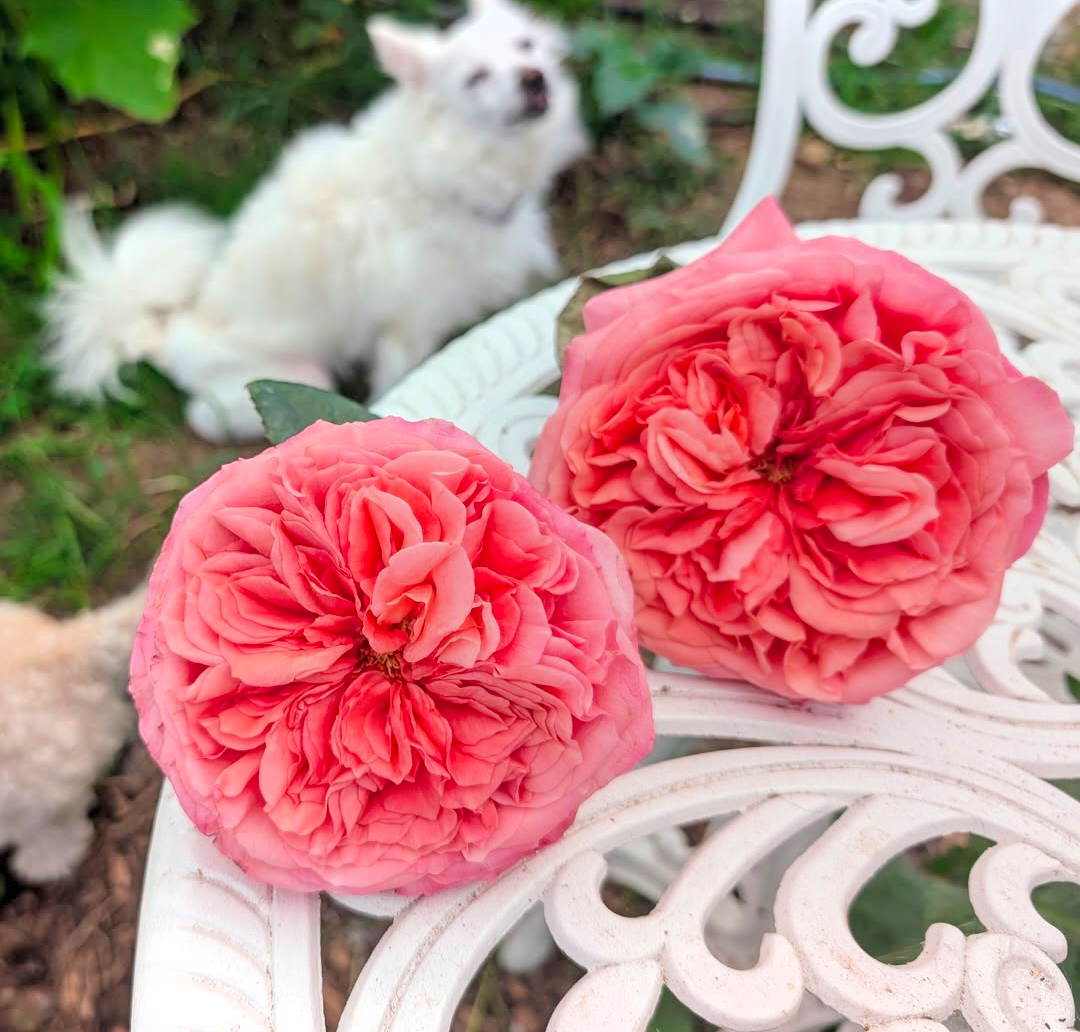 Pink Xpression (expression) garden rose plant flower bush shrub - Image 3