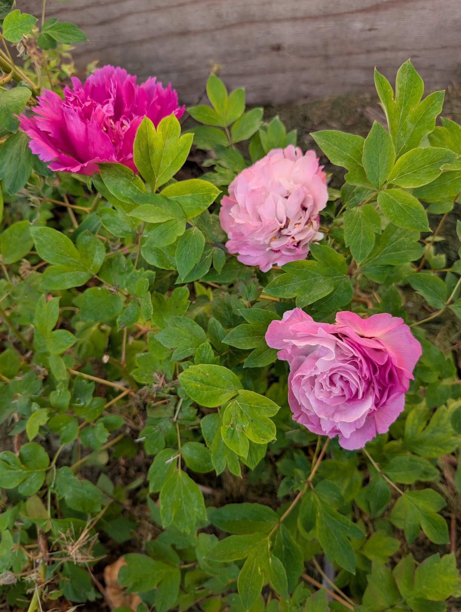tree peony - Image 2
