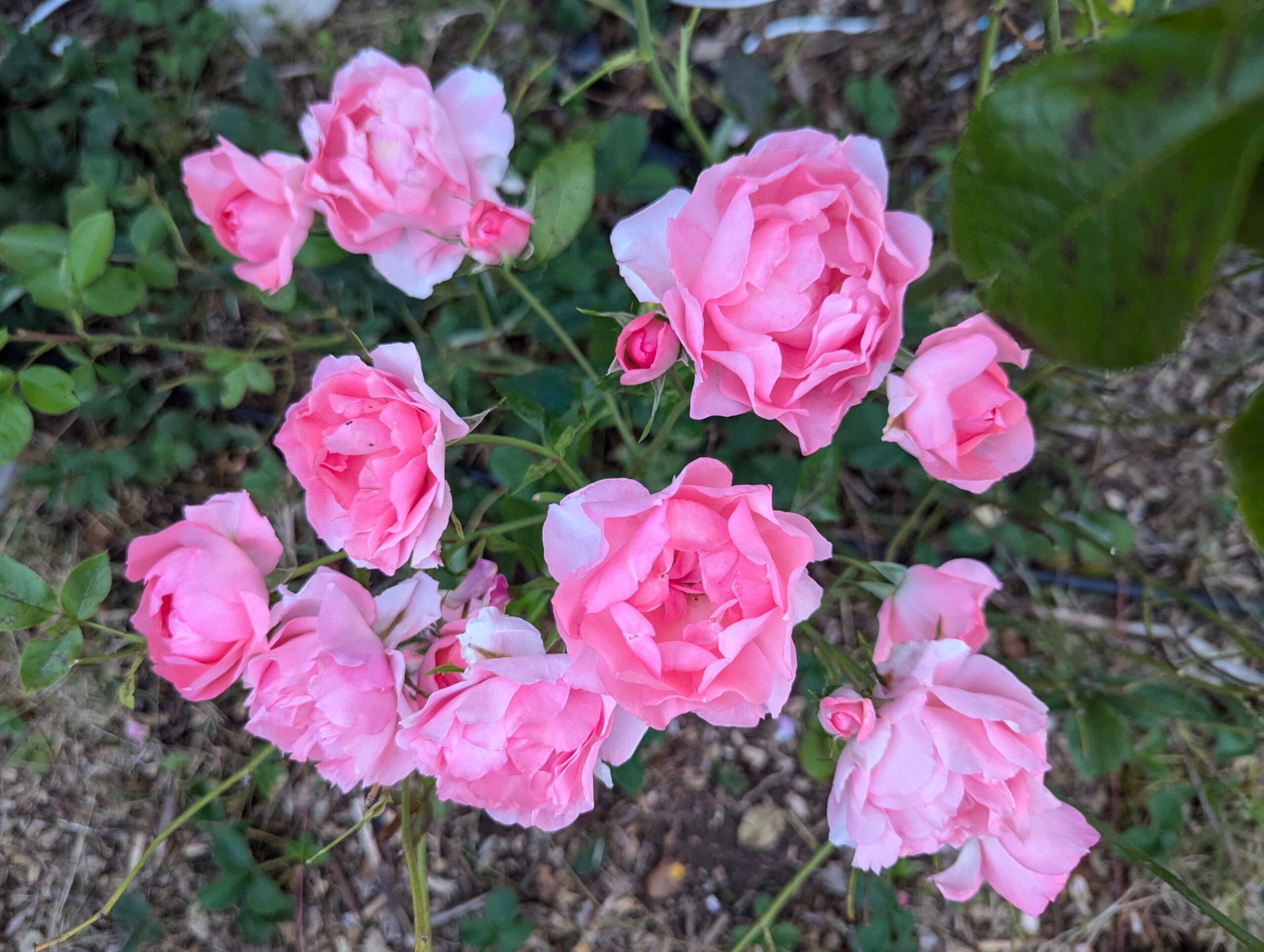 Pas Kis very few thorns rose plant flower bush shrub
