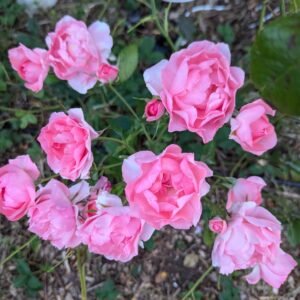 Passionate Kiss very few thorns rose plant flower bush shrub