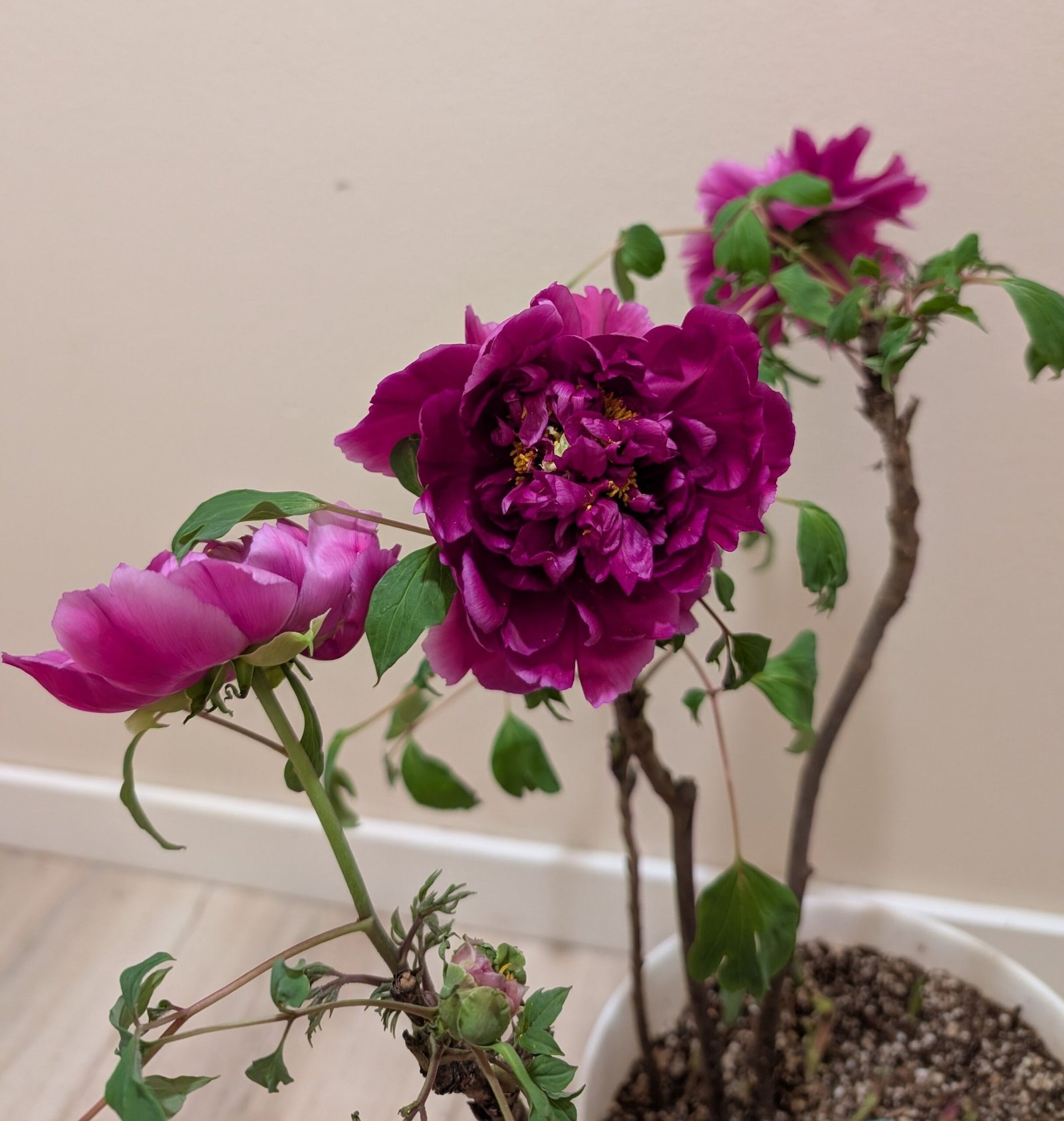 "Champion Crown" large flower tree peony - Image 11