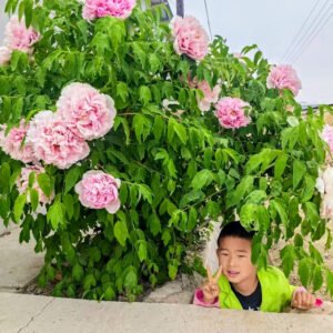 Fen Xiu Qiu tree peony