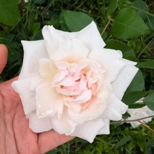 Intensely fragrant thornless Madame Alfred Carriere climbing rose flower cutting