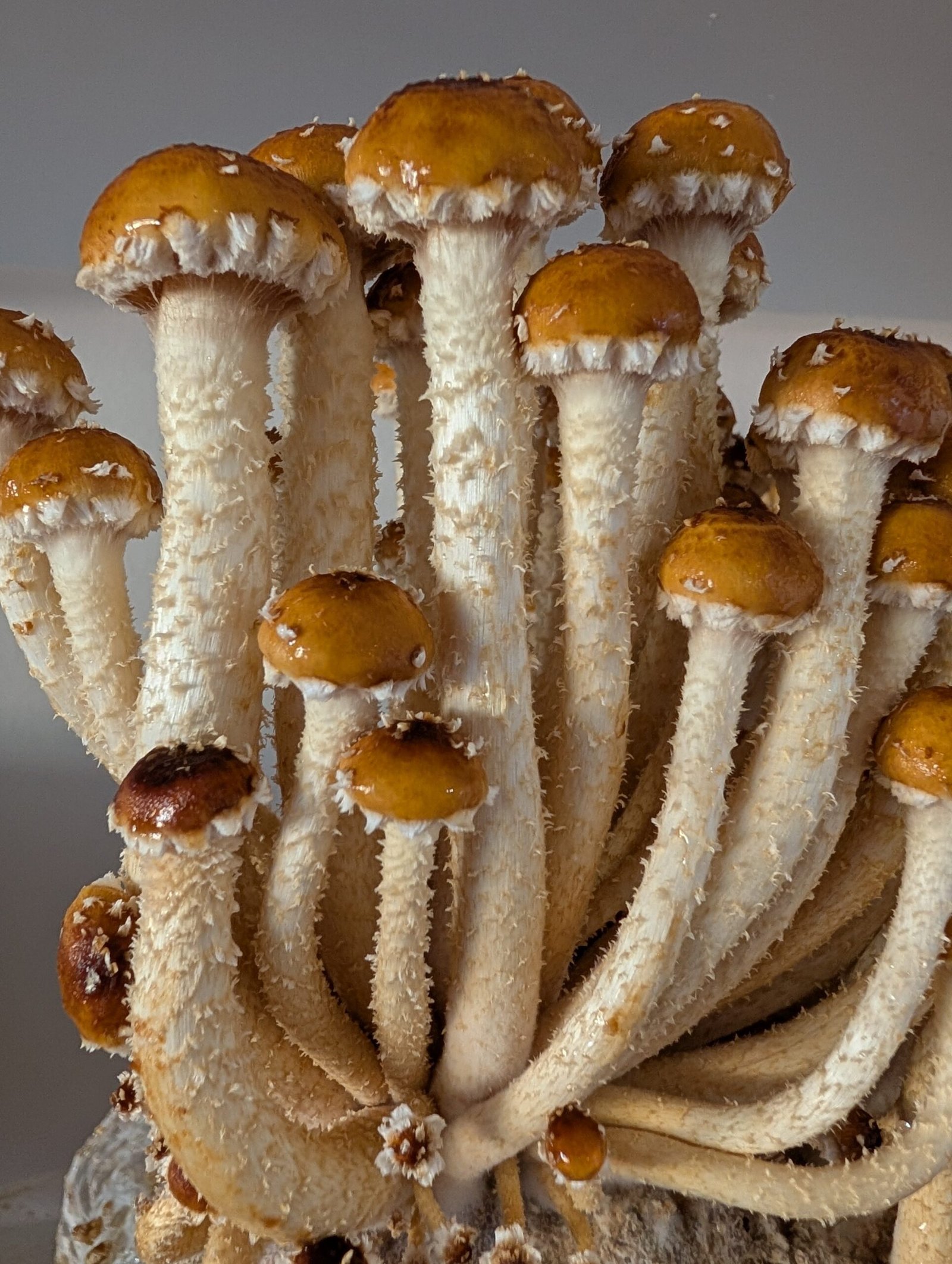 Organic Chestnut Fruiting Block – 5 lb Mushroom Growing Kit - Image 3