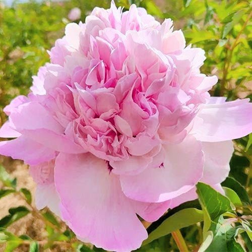 "Butterfly Kiss" large flower tree peony - Image 2