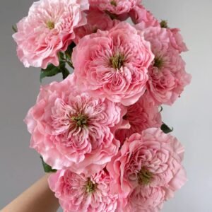 Mikoto rose plant
