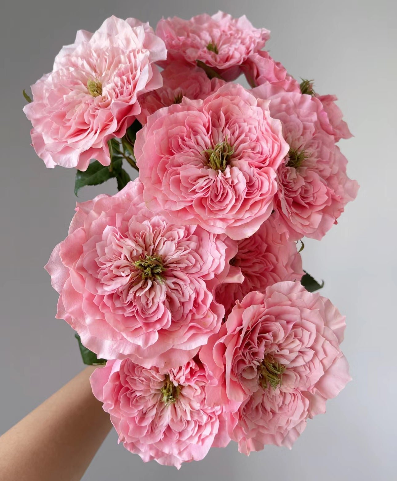 Mikoto rose plant