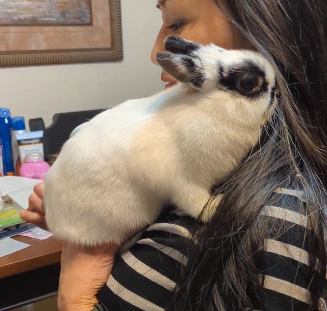 2 years old spayed Netherland dwarf bunny rabbit - Image 3