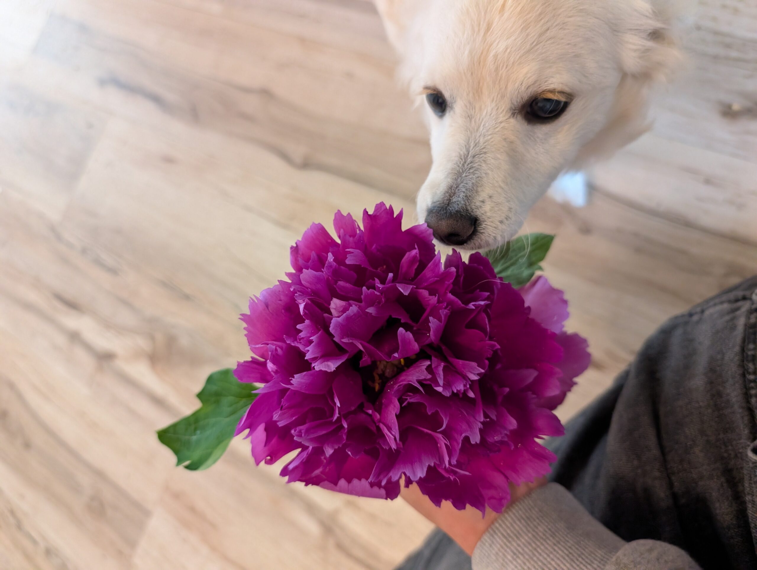 "Zi guan yu chi" large flower tree peony - Image 13