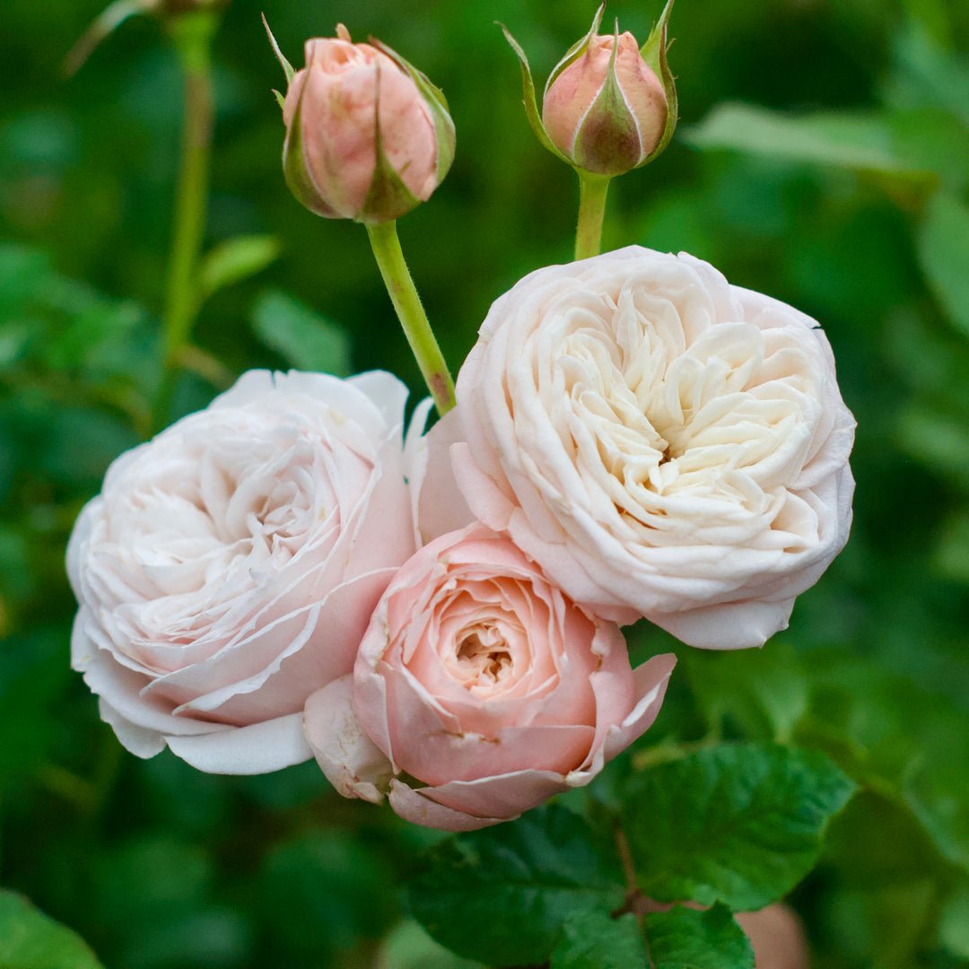 Senlitsu garden rose plant flower bush shrub - Image 5