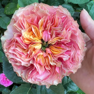 Kensington Garden rose plant flower bush shrub
