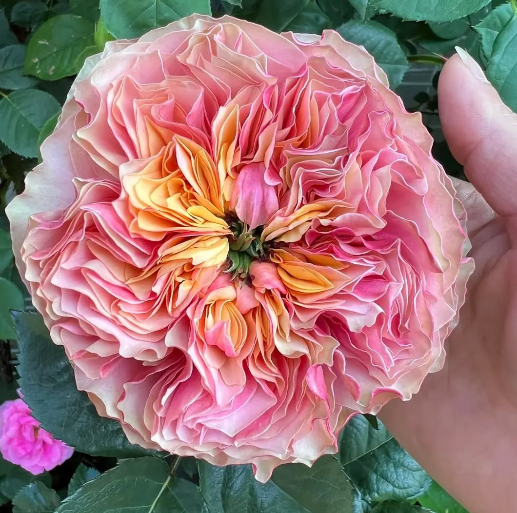 Kensington Garden rose plant flower bush shrub