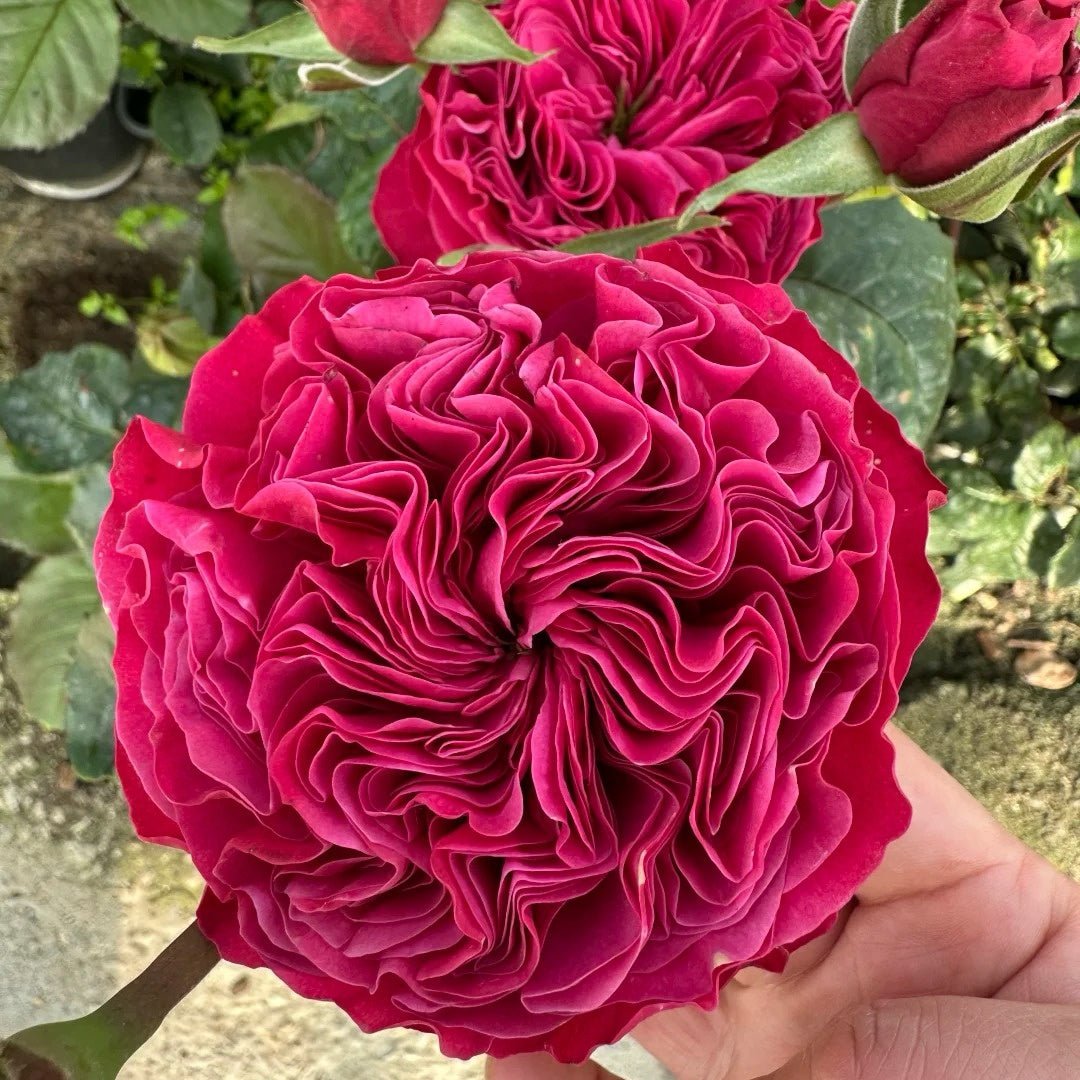 Pink N. Pretty garden rose plant flower bush shrub - Image 2