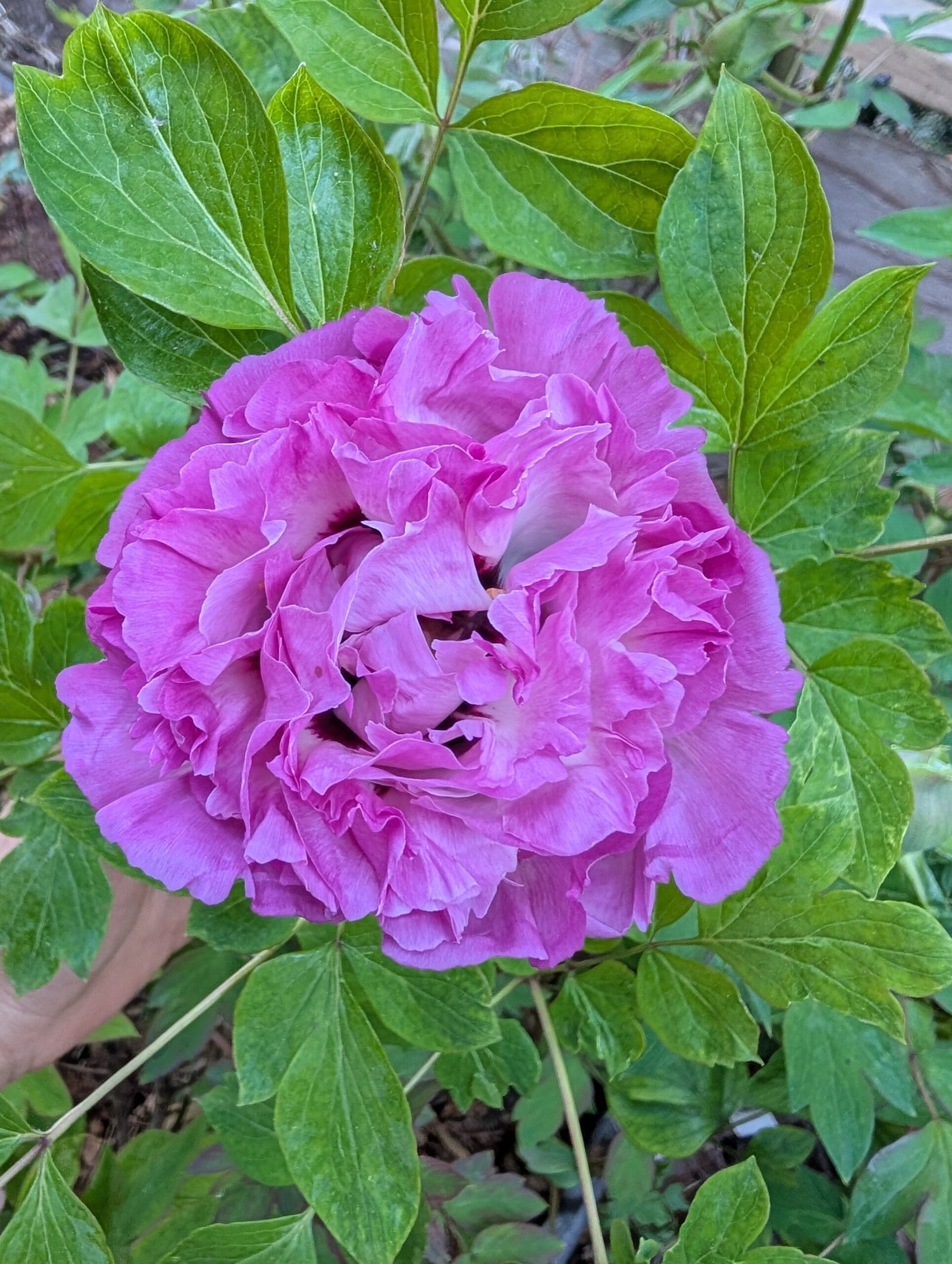 Bao Lian Deng tree peony - Image 18