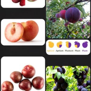 Free 5ft tall stone fruit plant