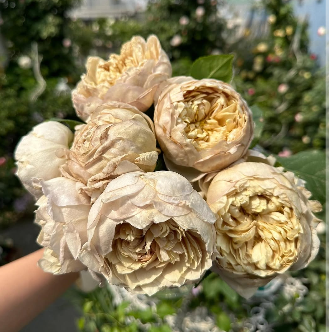 Charlotte Perriand Japanese garden rose plant flower bush shrub - Image 2