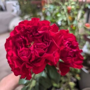 Red wedding garden rose plant flower bush deciduous shrub