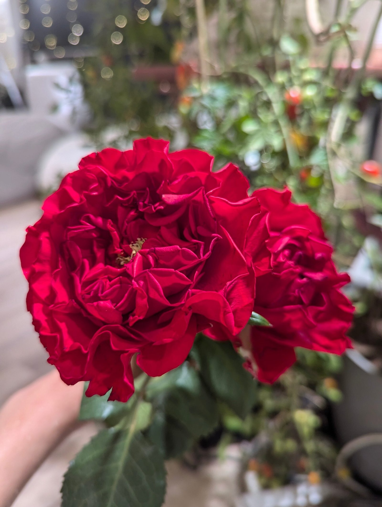 Red wedding garden rose plant flower bush deciduous shrub
