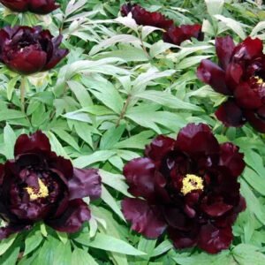 Hatsugarasu Japanese large flower tree peony Preorder for fall 2026