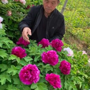 Shou An Hong Tree Peony