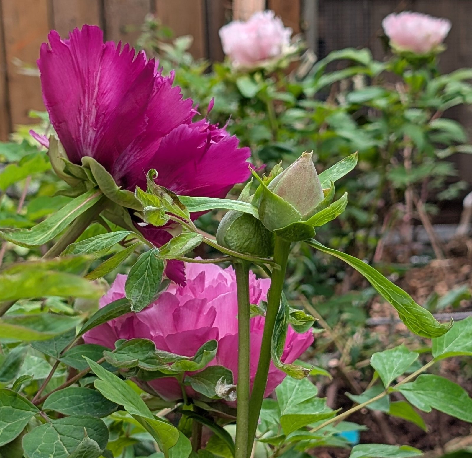 "Zi guan yu chi" large flower tree peony - Image 6