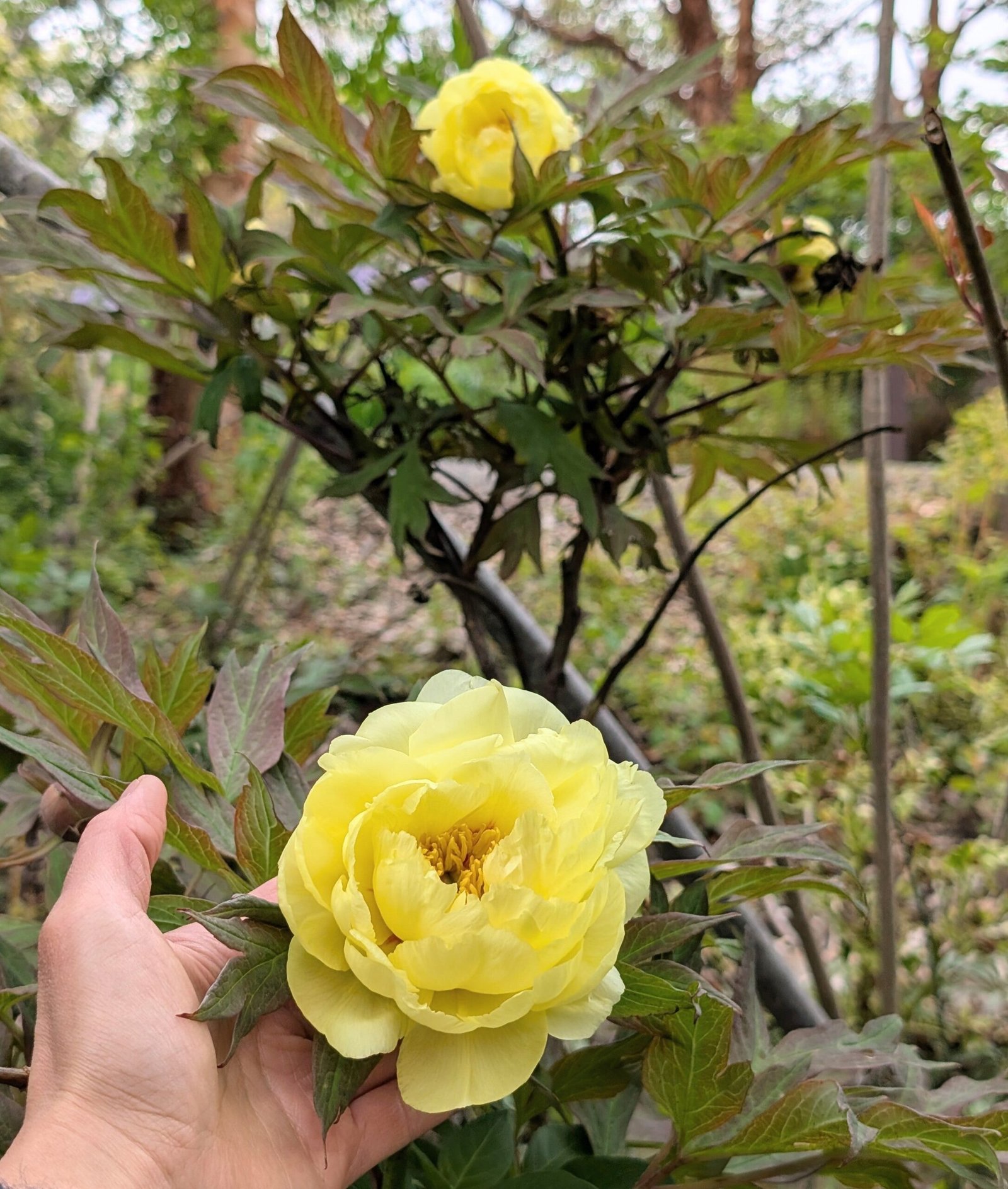 Golden Crown tree peony - Image 5