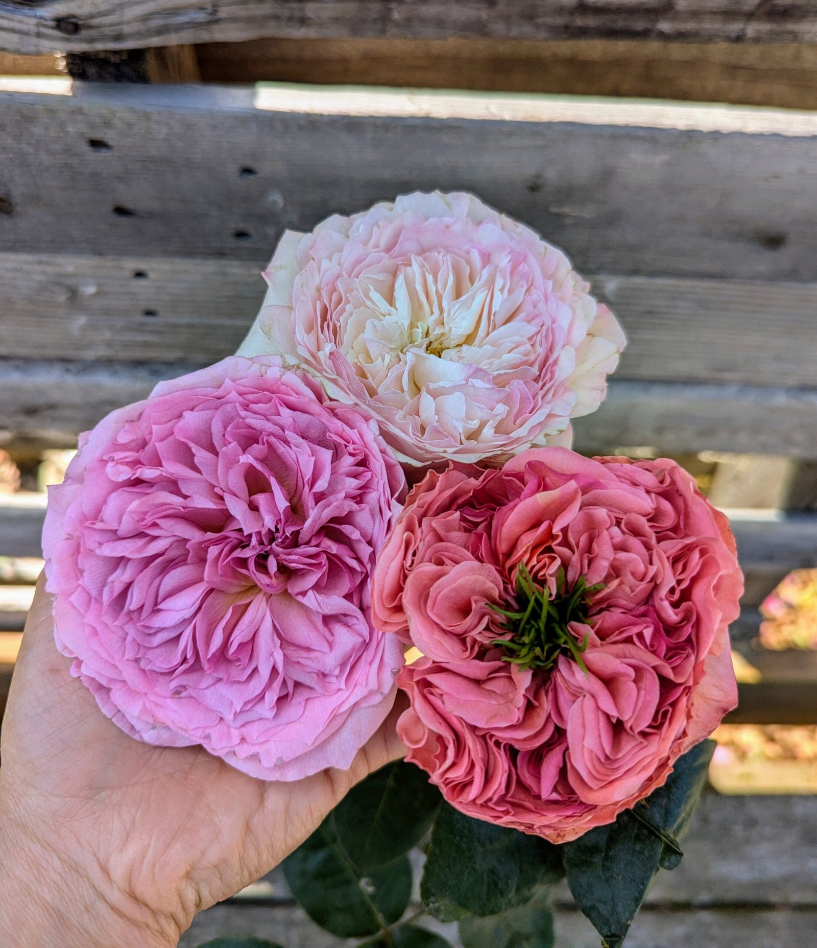 Mil wedding garden rose plant flower bush shrub - Image 15