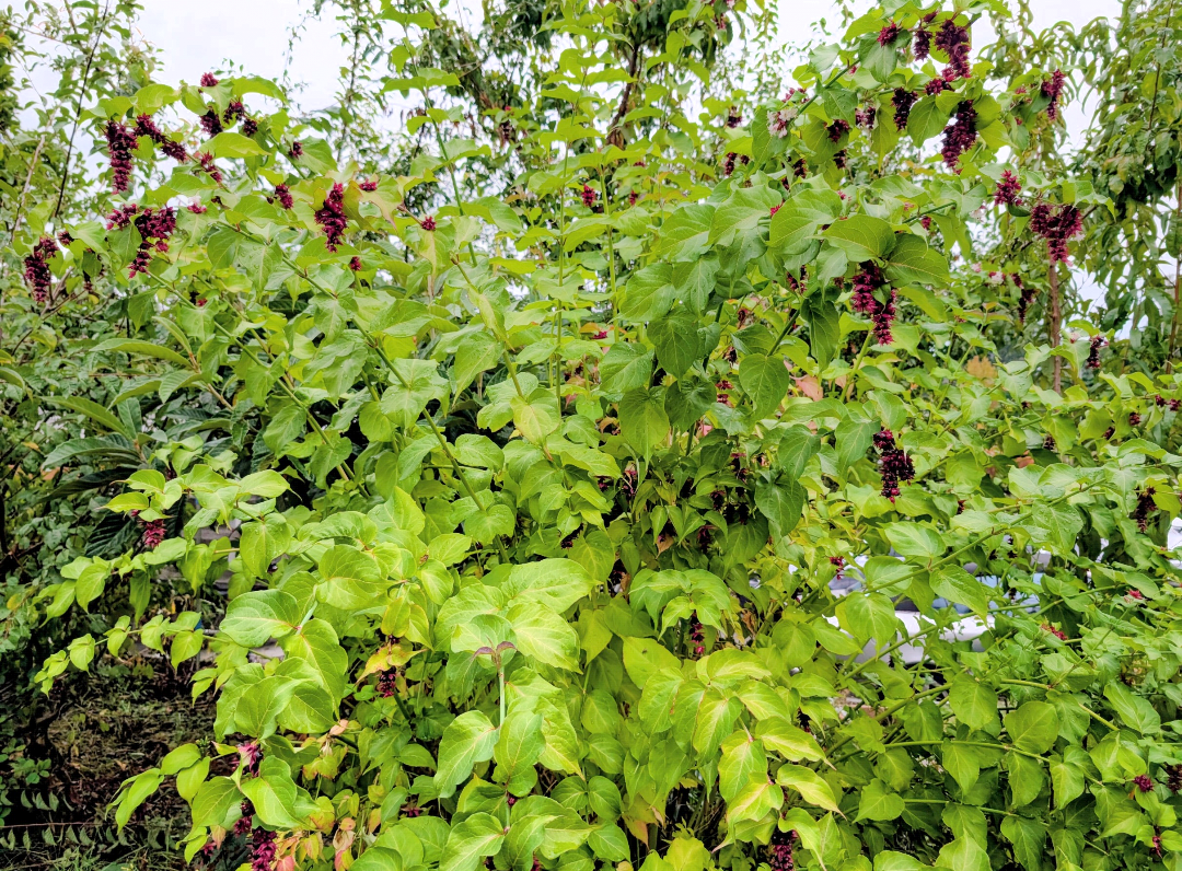 Free Himalayan honeysuckle seeds and cuttings - Image 5