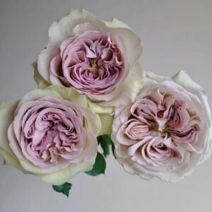 Notre Dame fragrant garden rose plant flower bush shrub