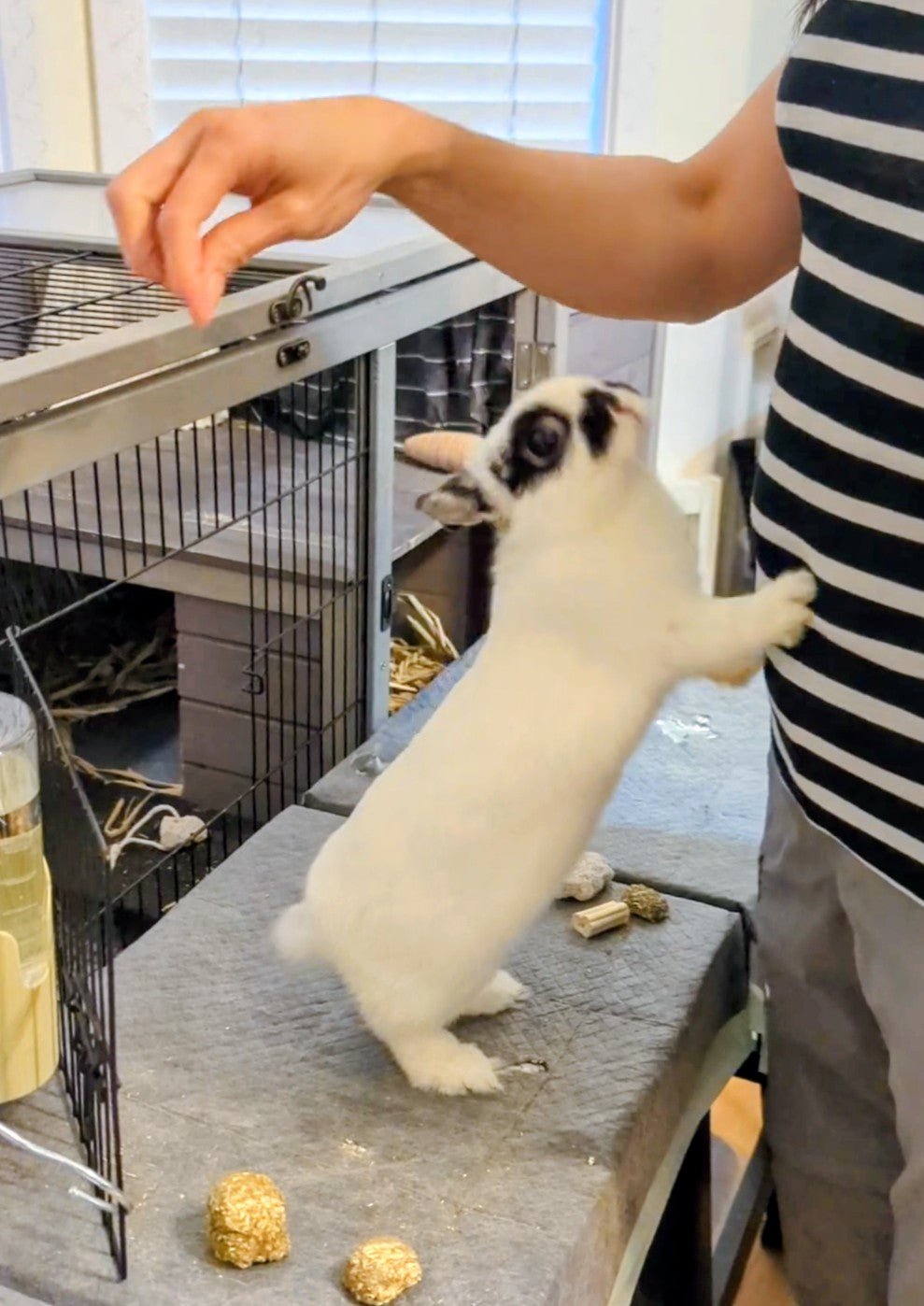2 years old spayed Netherland dwarf bunny rabbit
