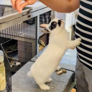 2 years old spayed Netherland dwarf bunny rabbit