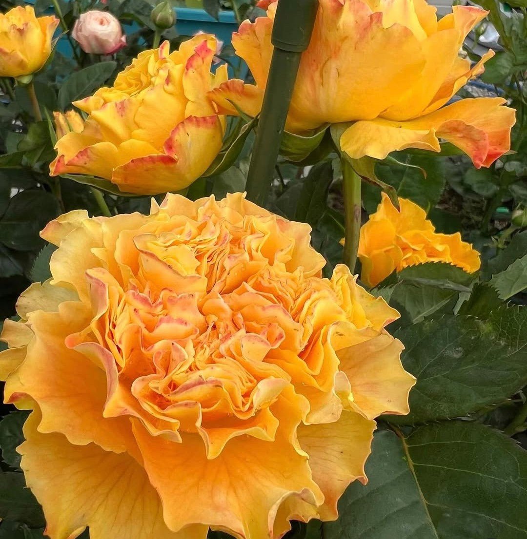 Reeva garden rose - Image 2
