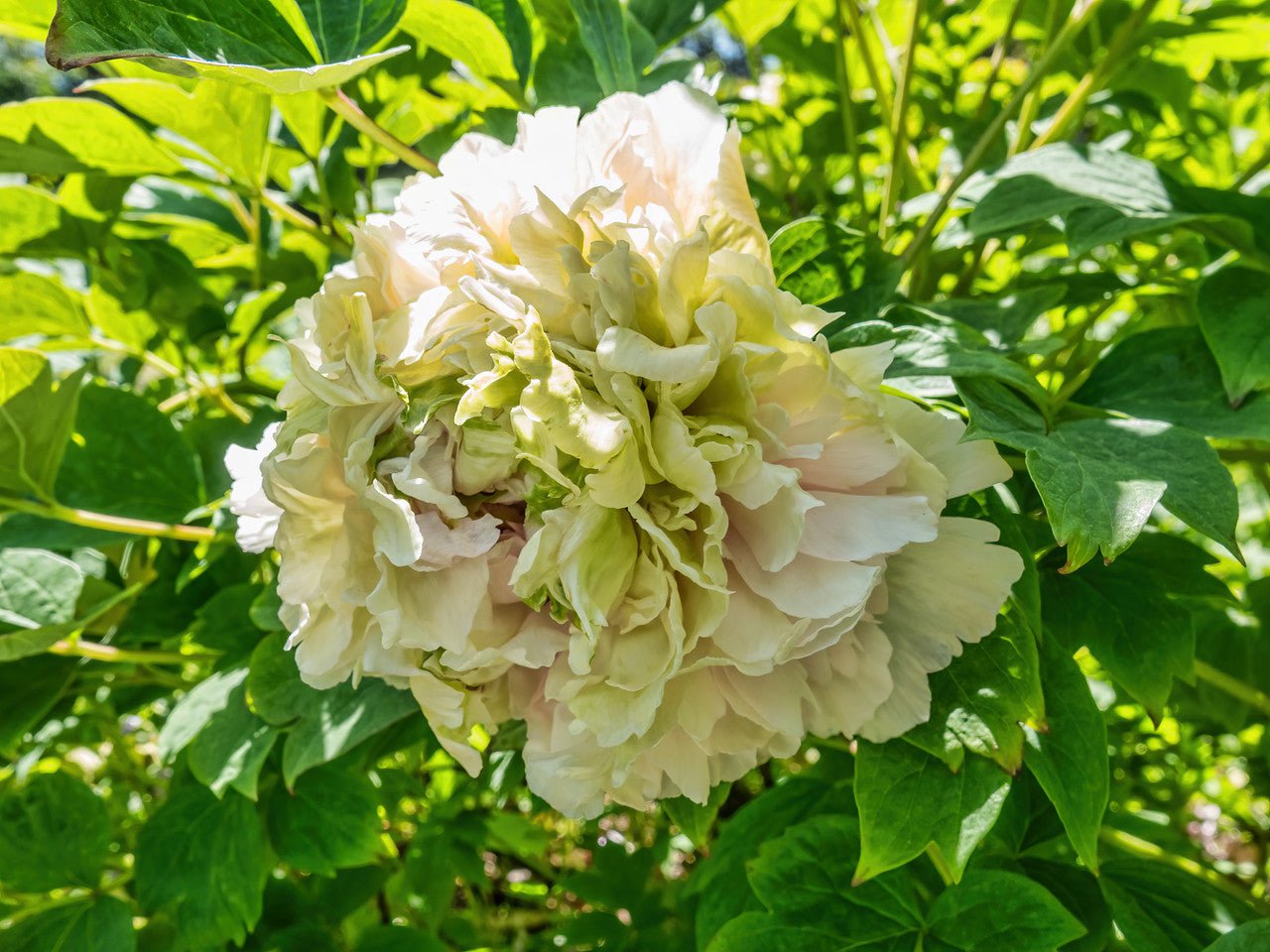 "Green peas" large flower tree peony - Preorder for fall 2026 - Image 2
