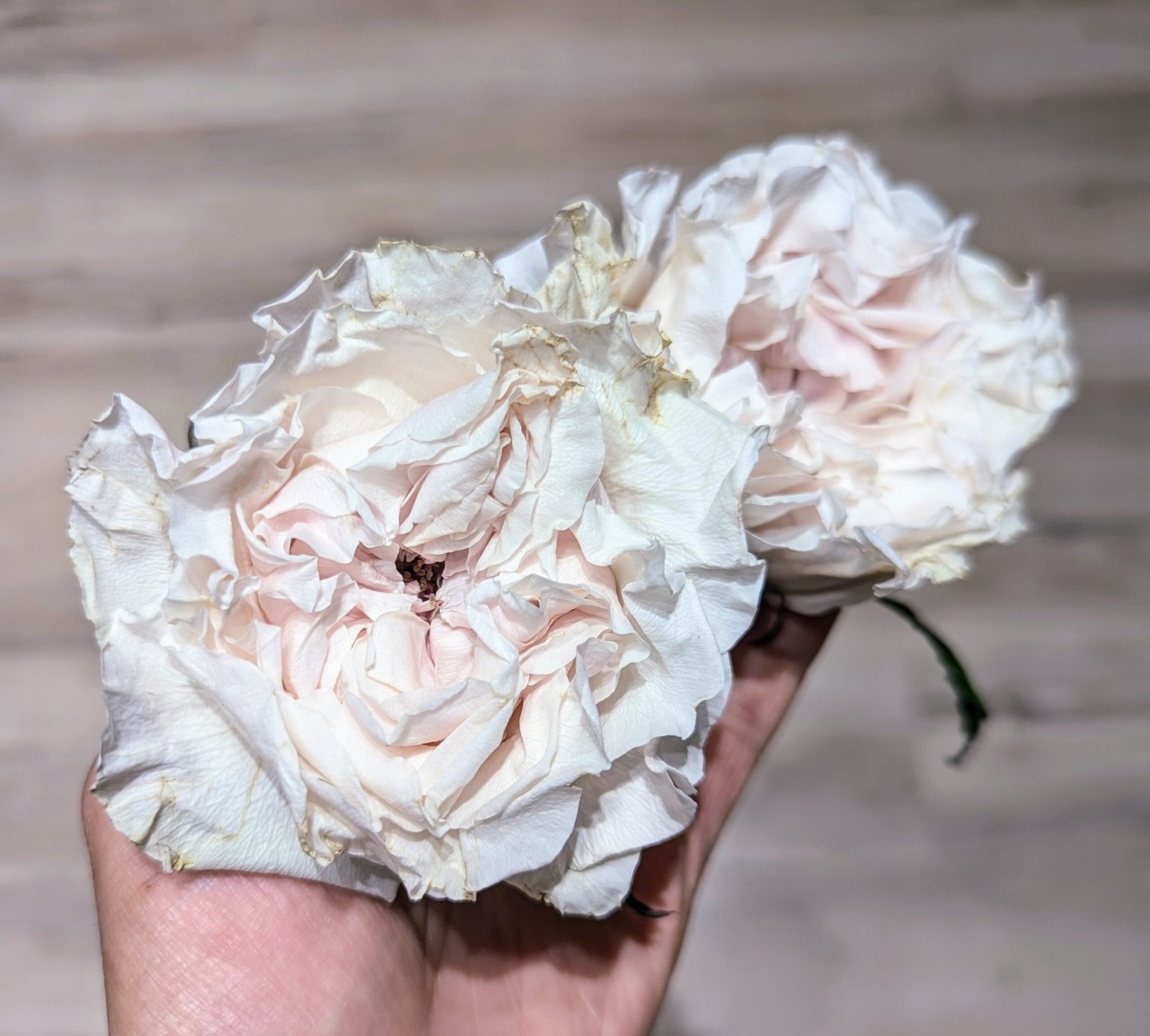 Westminster Abbey wedding garden rose plant large flower bush deciduous shrub - Image 5
